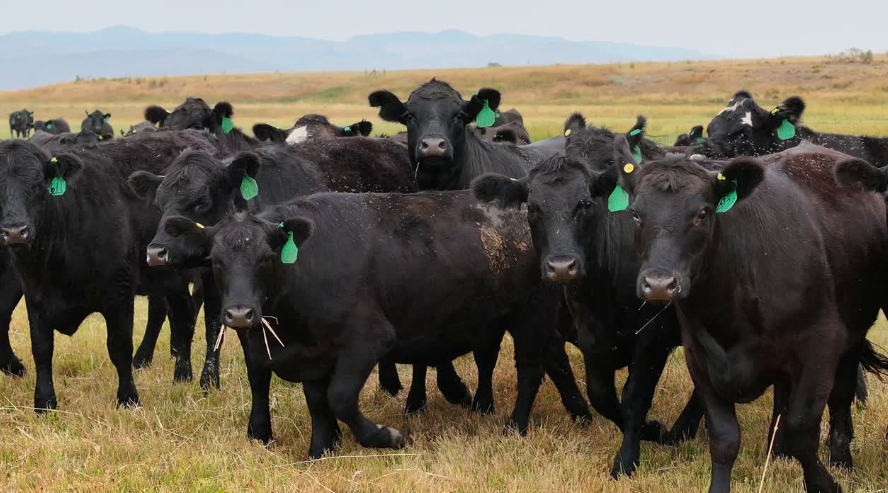 76 Head of Black and Black Baldy- BH910D5